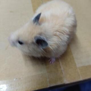 
ゴールデンハムスター白系長毛種サテンオス2匹メス2匹差上げます（本文を良く読んで下さい） − 東京都