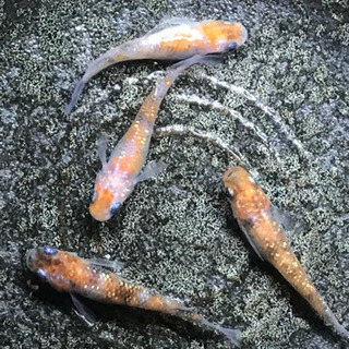 メダカ めだか 三色ラメ 稚魚 ラメメダカ