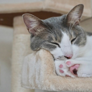 保護猫カフェのおそうじ