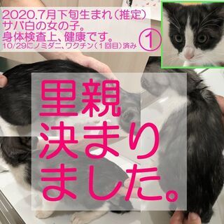 【里親決定】2020年9月生の子猫×4