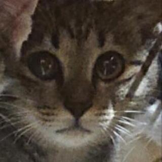 生後約３ヶ月～４ヶ月の子猫ちゃん(3匹) 