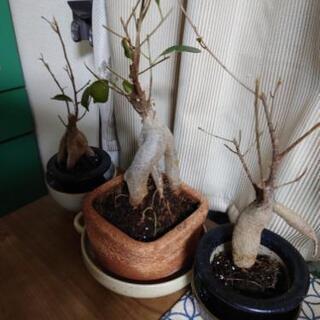植物に詳しい方に教えて頂きたいです
