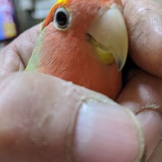 メダカ、釣り、大工、メタルバンド、酒、等の趣味仲間欲しいです(^^)