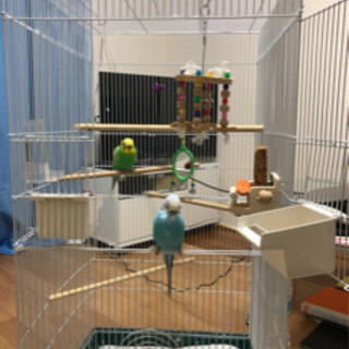 鳥かご