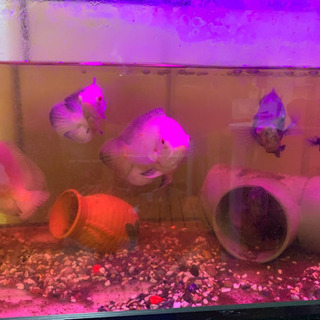 緊急値下げ12月30までに引き取り可能な方限定❗️オスカー熱帯魚