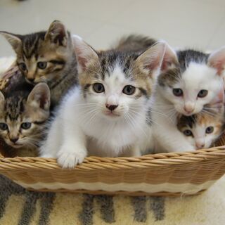 初猫！ 猫の譲渡会 IN 瀬戸 ～ ちーむにゃいんず ２０２１年１月２日＆９日＆２３日開催 - 瀬戸市