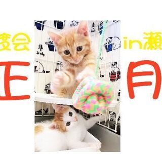 初猫！ 猫の譲渡会 IN 瀬戸 ～ ちーむにゃいんず ２０２１年１月２日＆９日＆２３日開催 - その他