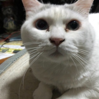 大事な家族の声を聞いてみませんか？