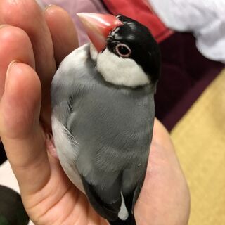 桜文鳥を探しています　文鳥　鳥