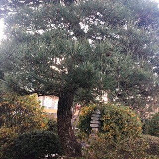 日本庭園の灯籠、石、松2本、その他の植木、敷石の画像