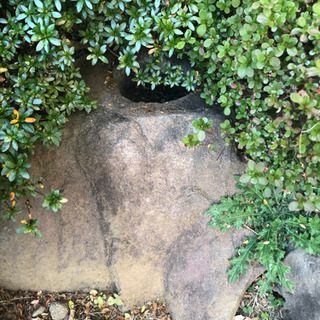 日本庭園の灯籠、石、松2本、その他の植木、敷石の画像