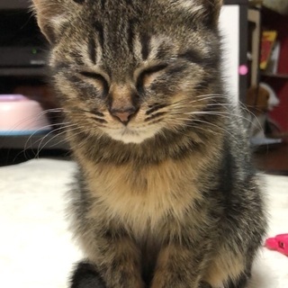 人になれている子猫ちゃん達