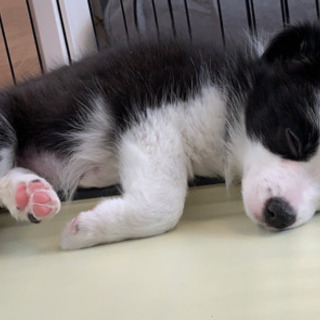 子犬の社会化仲間募集　埼玉千葉神奈川