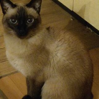 飼い猫を探しています。