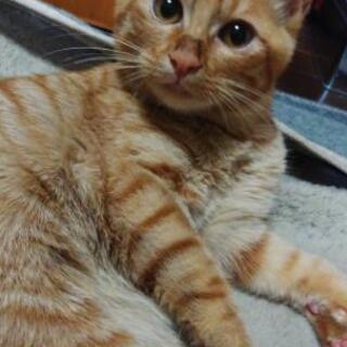 生後3ヶ月の仔猫