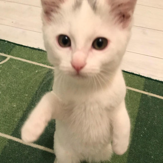 生後3ヶ月　かわいい白猫ちゃん　メスの画像