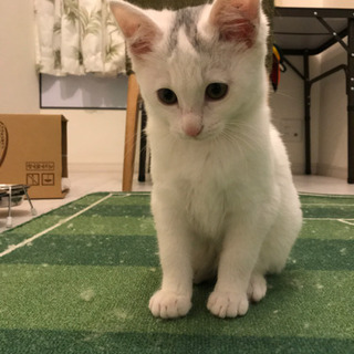 生後3ヶ月　かわいい白猫ちゃん　メス - 猫