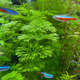 水草　アクアリウム　無農薬2種類セット