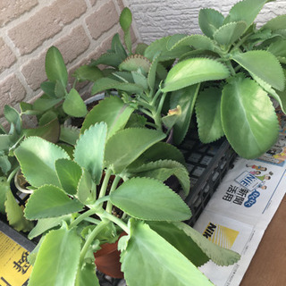 マザーリーフ.*🍃多肉植物