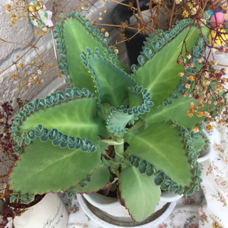 マザーリーフ.*🍃多肉植物の画像