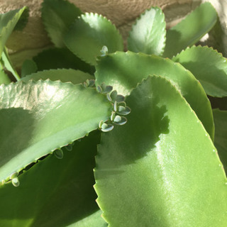 マザーリーフ.*🍃多肉植物の画像
