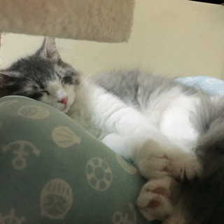 猫を探すのを手伝って下さいm(_ _)m