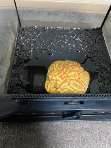 爬虫類グラテラナノキューブセット