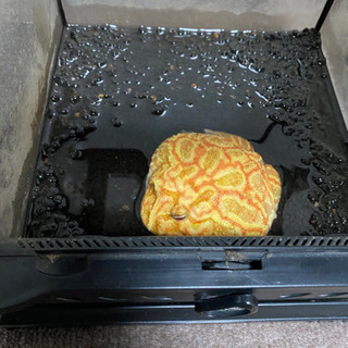 爬虫類グラテラナノキューブセット