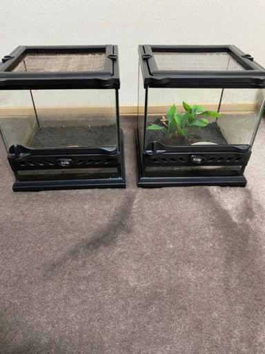 爬虫類グラテラナノキューブセット