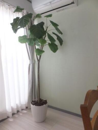 観葉植物（フェイクグリーン）