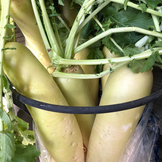 ①野菜　大根　ダイコン