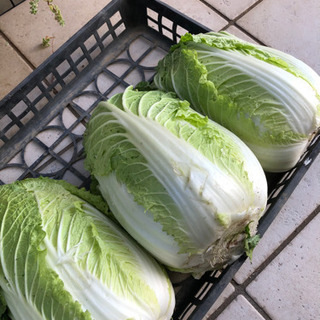 ②野菜　白菜
