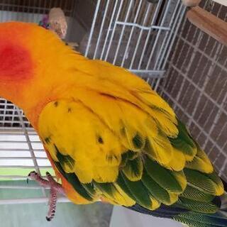 インコを探してます！東松山市