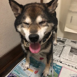 里親募集しております適宜紹介文の変更あり
