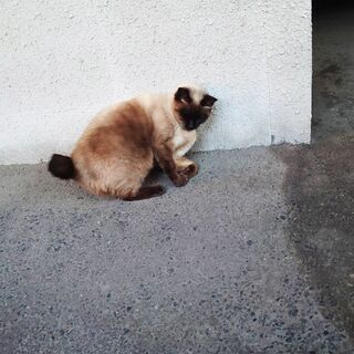 【シャム猫さん】家族ができました❣️