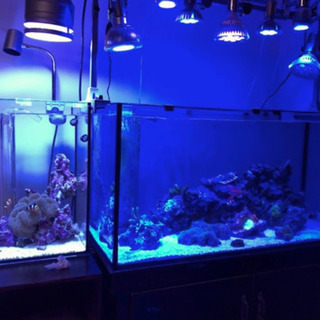 Grassy LeDio XS071 DeepUVの画像