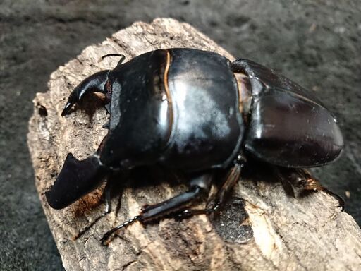 スマトラオオヒラタ♂102.8㎜×♀55.5㎜ペア、新成虫‼️