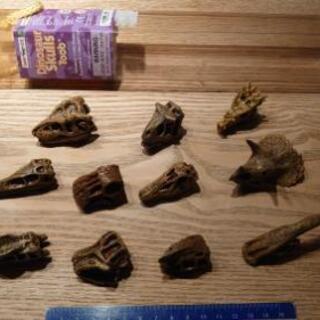 favorite collection製4体含む恐竜フィギュア7体とスカル11個の画像