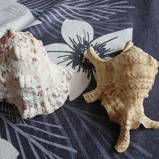 沖縄県の法螺貝の中古が安い！激安で譲ります・無料であげます