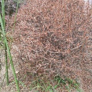 庭木 植木 差し上げます。