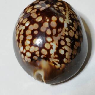 タカラガイの中古が安い！激安で譲ります・無料であげます