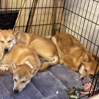 生後5ヶ月。かなりの怖がりさん。 - 犬