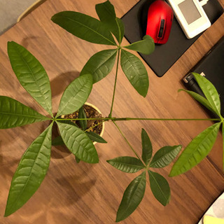 観葉植物の画像