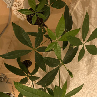 観葉植物の画像