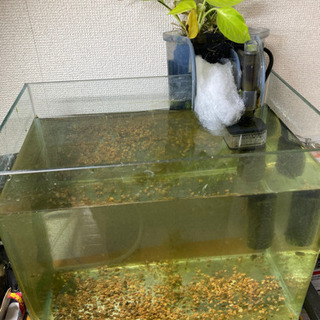 アベニー パファー飼育セット(水槽付き)の画像