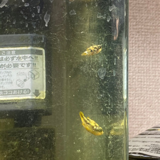 アベニー パファー飼育セット(水槽付き)の画像