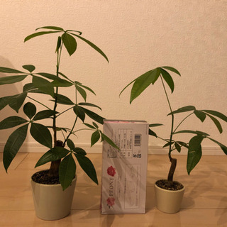 観葉植物の画像