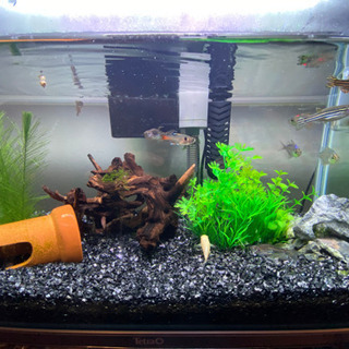 52センチ水槽　生体はあげます。