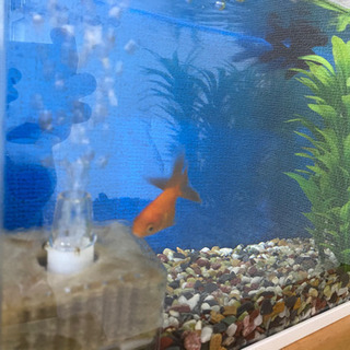 「決まりました」金魚と水槽欲しい方