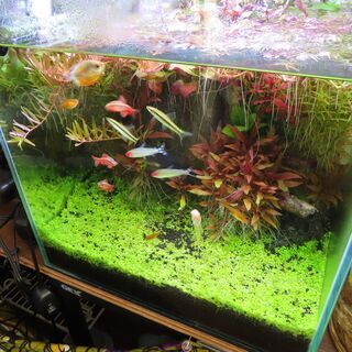 熱帯魚 / アカヒレ7匹、コリドラス8種類8匹、テトラ（レモン、...
